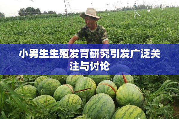 小男生生殖发育研究引发广泛关注与讨论