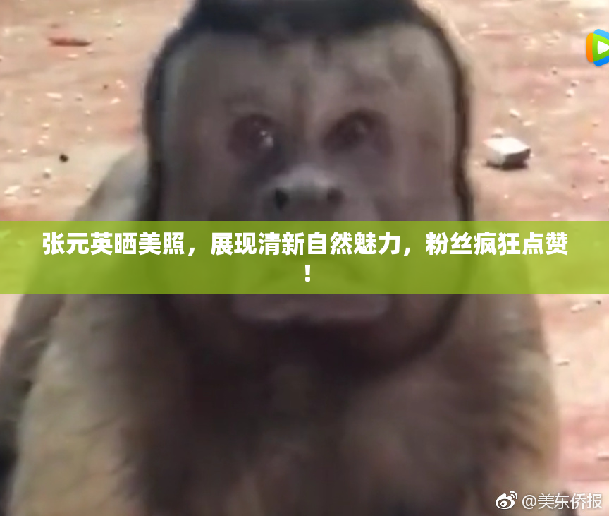 张元英晒美照，展现清新自然魅力，粉丝疯狂点赞！