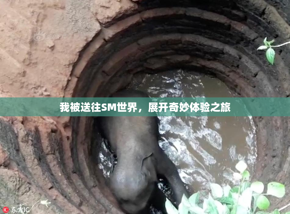 我被送往SM世界，展开奇妙体验之旅