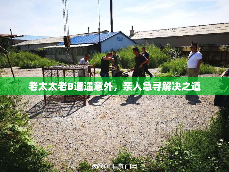 老太太老B遭遇意外，亲人急寻解决之道