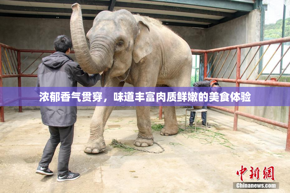 浓郁香气贯穿，味道丰富肉质鲜嫩的美食体验