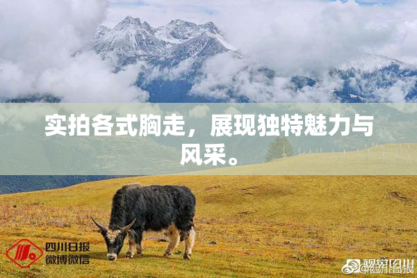 实拍各式胸走，展现独特魅力与风采。