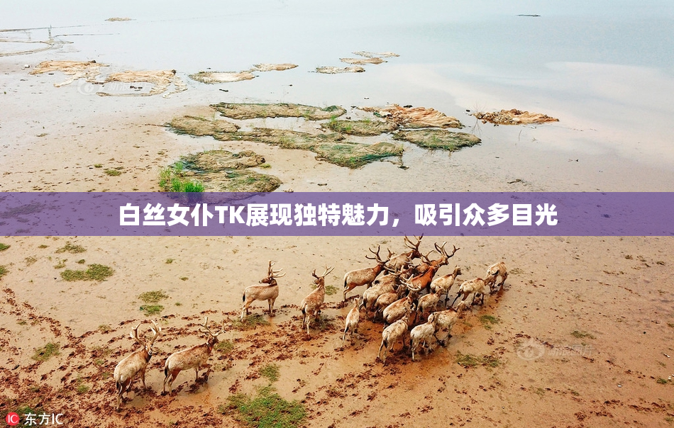 白丝女仆TK展现独特魅力，吸引众多目光