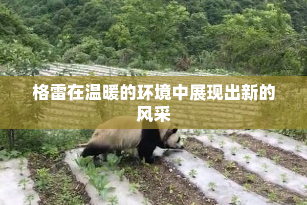 格雷在温暖的环境中展现出新的风采