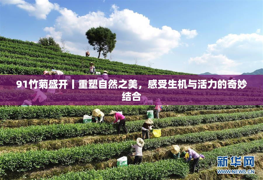 91竹菊盛开丨重塑自然之美，感受生机与活力的奇妙结合