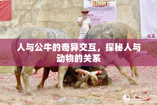 人与公牛的奇异交互，探秘人与动物的关系
