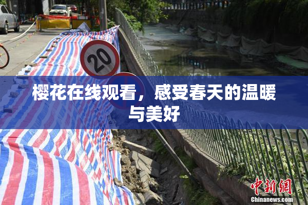 樱花在线观看，感受春天的温暖与美好