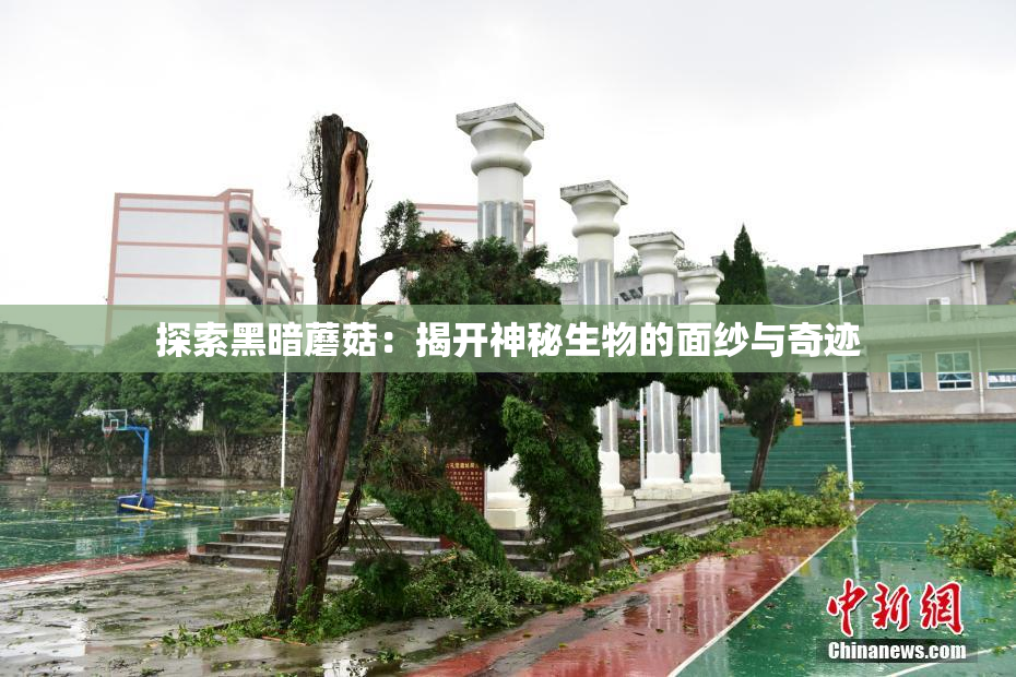 探索黑暗蘑菇：揭开神秘生物的面纱与奇迹