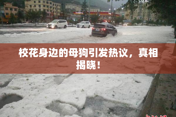 校花身边的母狗引发热议，真相揭晓！