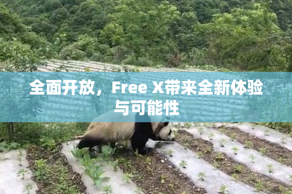 全面开放，Free X带来全新体验与可能性
