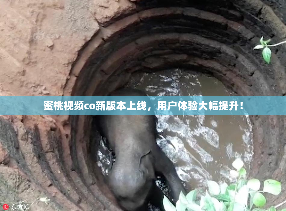 蜜桃视频co新版本上线，用户体验大幅提升！