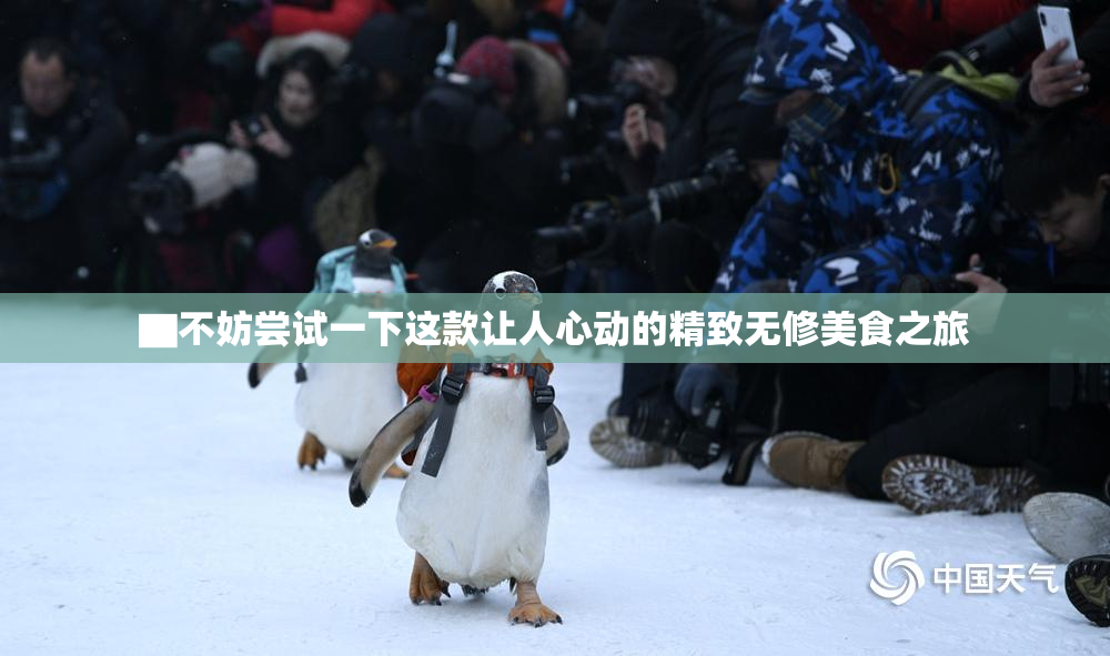 ▇不妨尝试一下这款让人心动的精致无修美食之旅