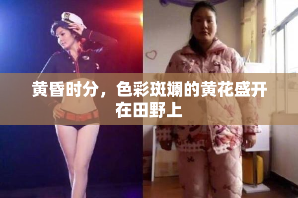 黄昏时分，色彩斑斓的黄花盛开在田野上
