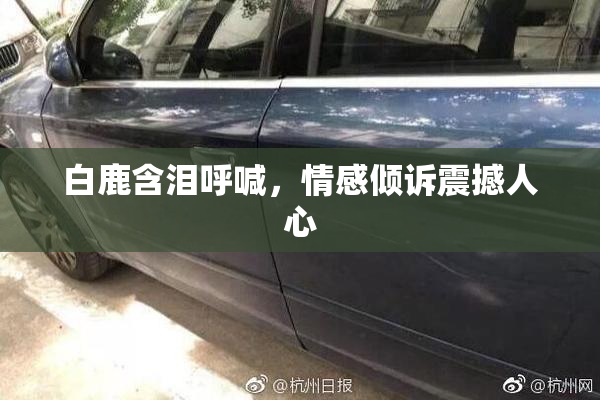 白鹿含泪呼喊，情感倾诉震撼人心