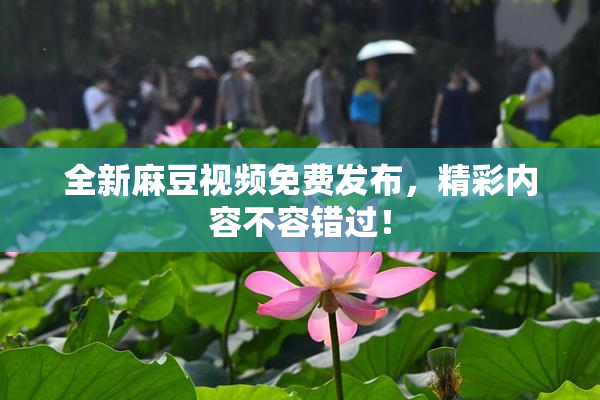 全新麻豆视频免费发布，精彩内容不容错过！
