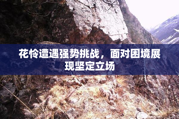 花怜遭遇强势挑战，面对困境展现坚定立场