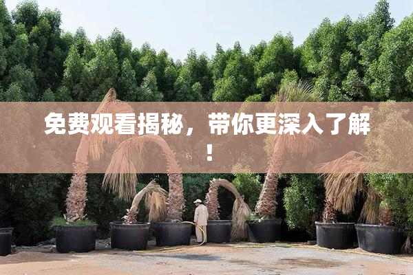 免费观看揭秘，带你更深入了解！