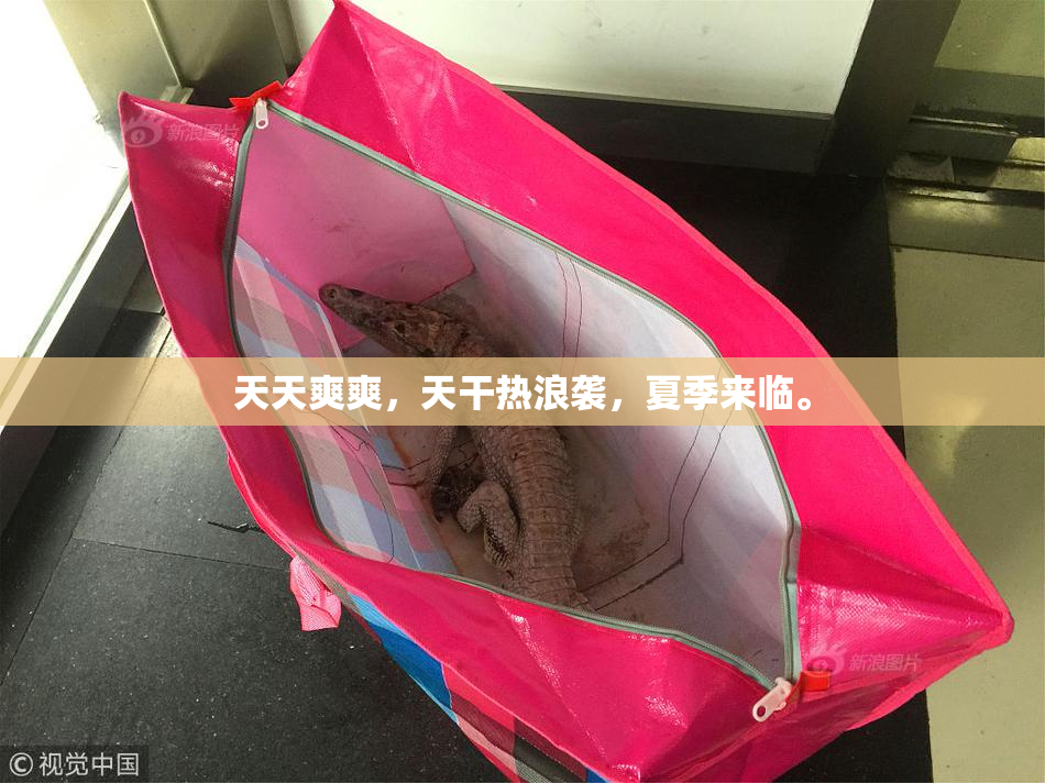 天天爽爽，天干热浪袭，夏季来临。