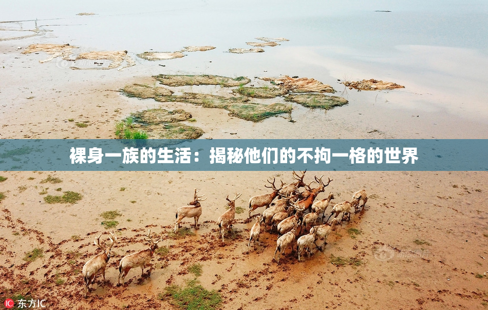 裸身一族的生活：揭秘他们的不拘一格的世界