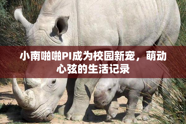 小南啪啪PI成为校园新宠，萌动心弦的生活记录