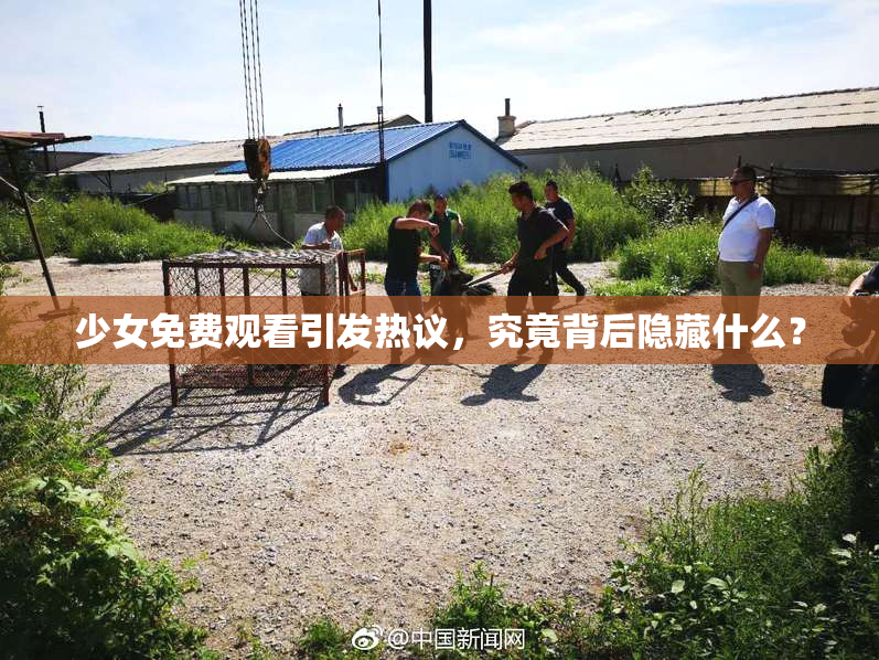 少女免费观看引发热议，究竟背后隐藏什么？