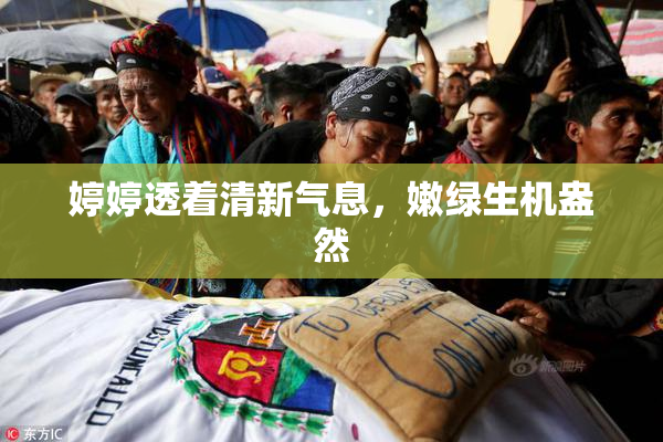 婷婷透着清新气息，嫩绿生机盎然