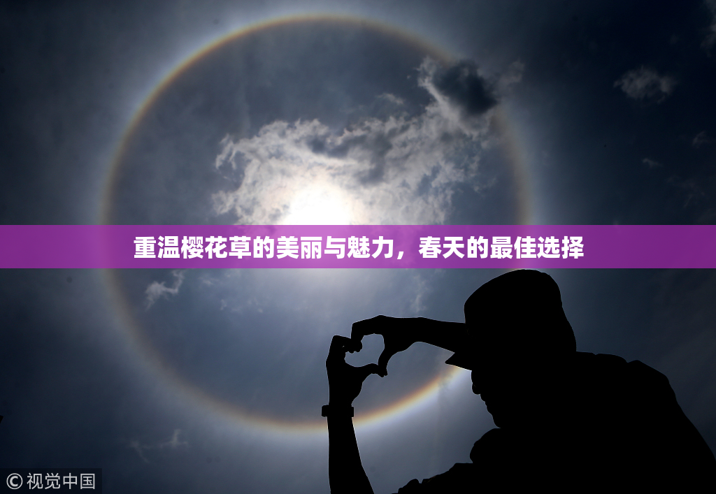 重温樱花草的美丽与魅力，春天的最佳选择