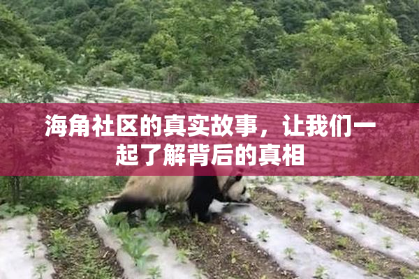 海角社区的真实故事，让我们一起了解背后的真相