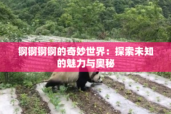 锕锕锕锕的奇妙世界：探索未知的魅力与奥秘