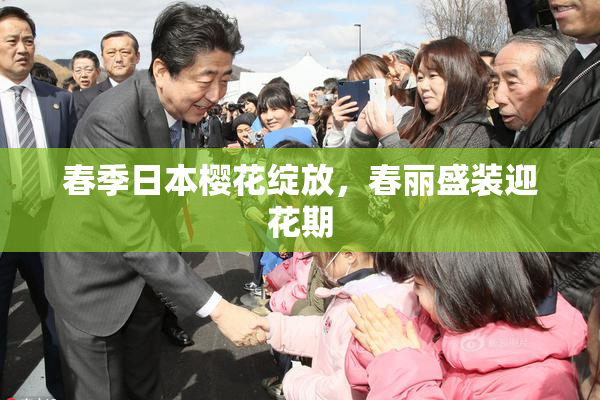 春季日本樱花绽放，春丽盛装迎花期