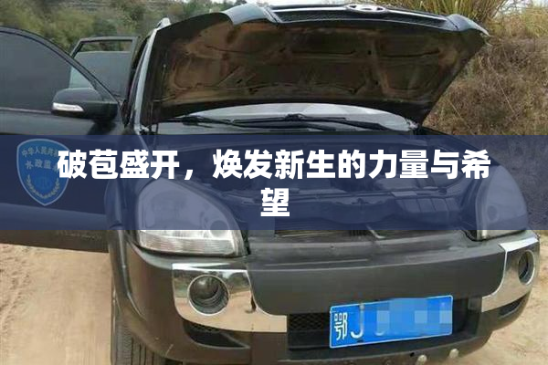 破苞盛开，焕发新生的力量与希望