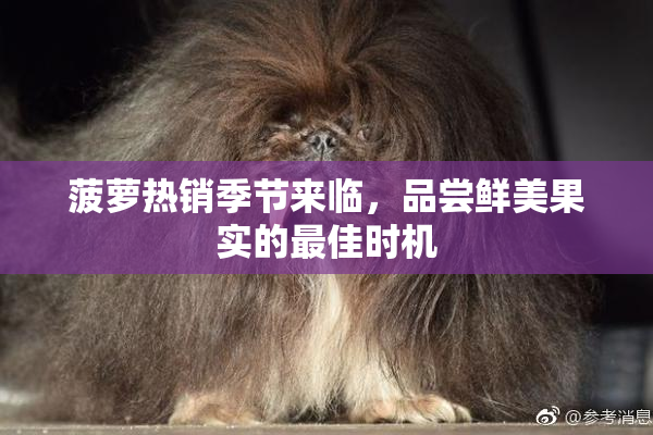 菠萝热销季节来临，品尝鲜美果实的最佳时机