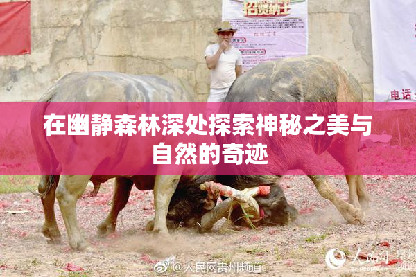 在幽静森林深处探索神秘之美与自然的奇迹