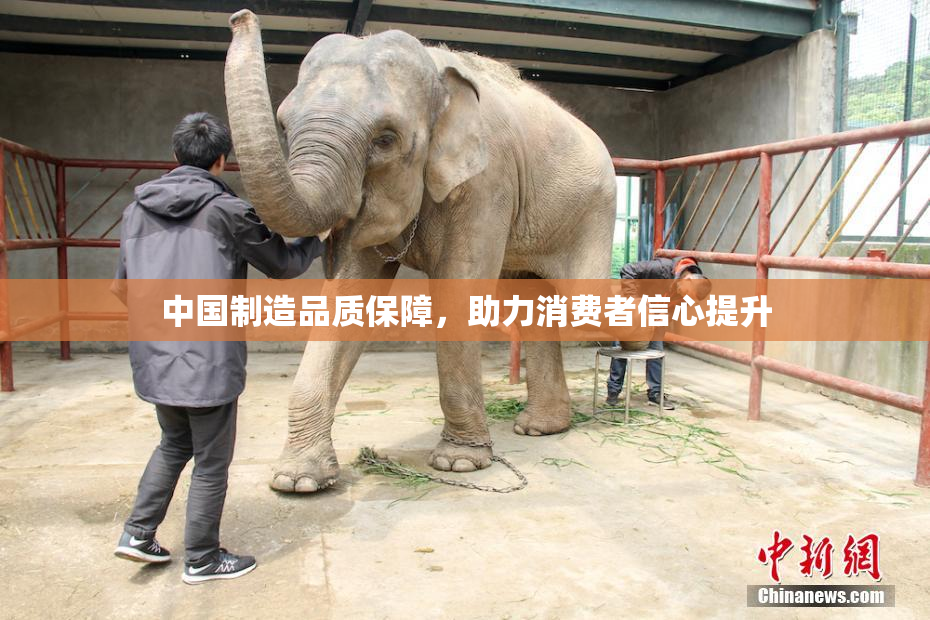 中国制造品质保障，助力消费者信心提升