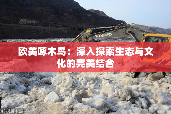 欧美啄木鸟：深入探索生态与文化的完美结合