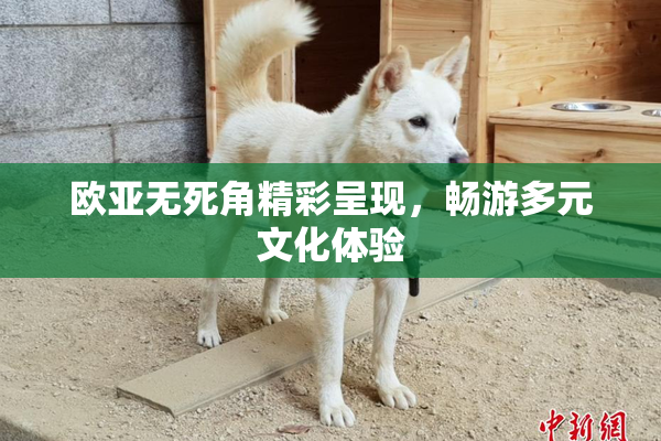 欧亚无死角精彩呈现，畅游多元文化体验
