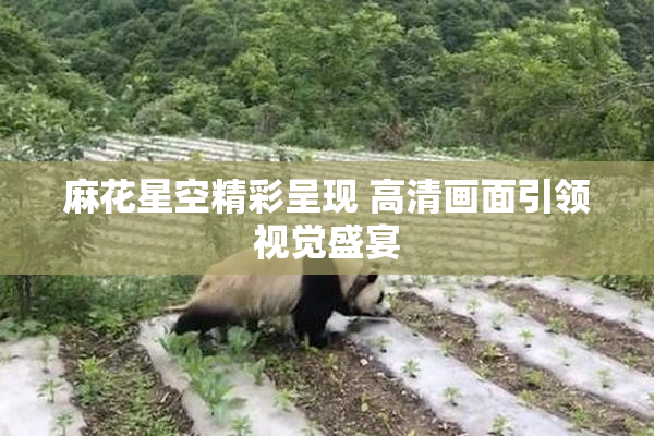 麻花星空精彩呈现 高清画面引领视觉盛宴