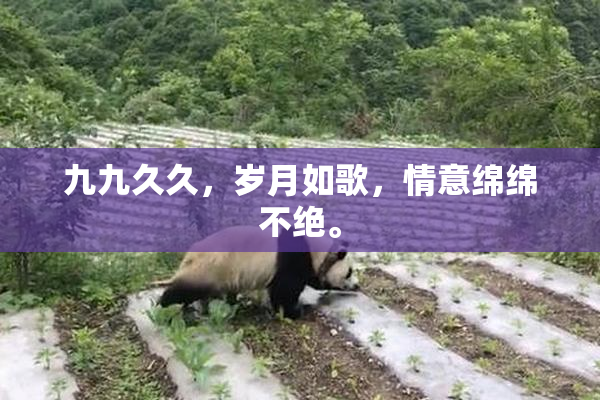 九九久久，岁月如歌，情意绵绵不绝。