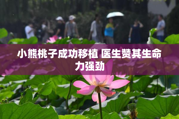 小熊桃子成功移植 医生赞其生命力强劲