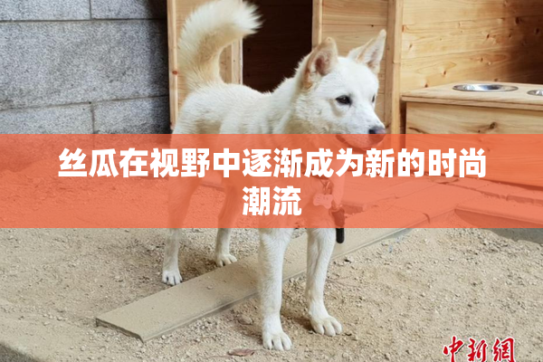 丝瓜在视野中逐渐成为新的时尚潮流