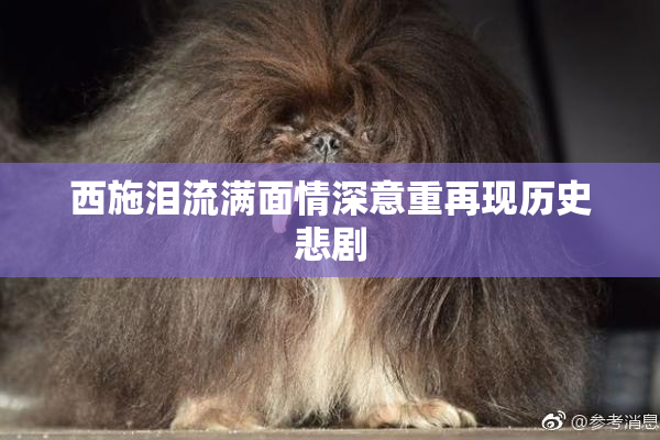 西施泪流满面情深意重再现历史悲剧