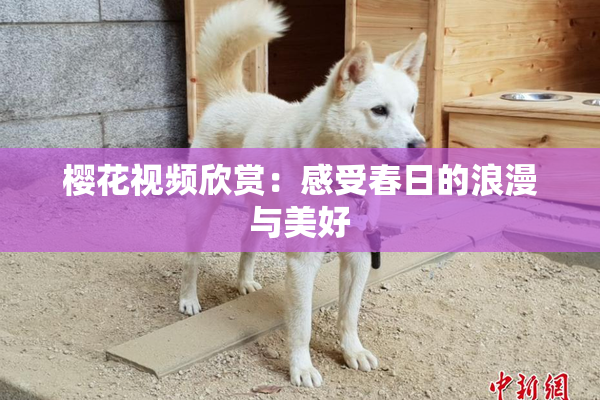 樱花视频欣赏：感受春日的浪漫与美好
