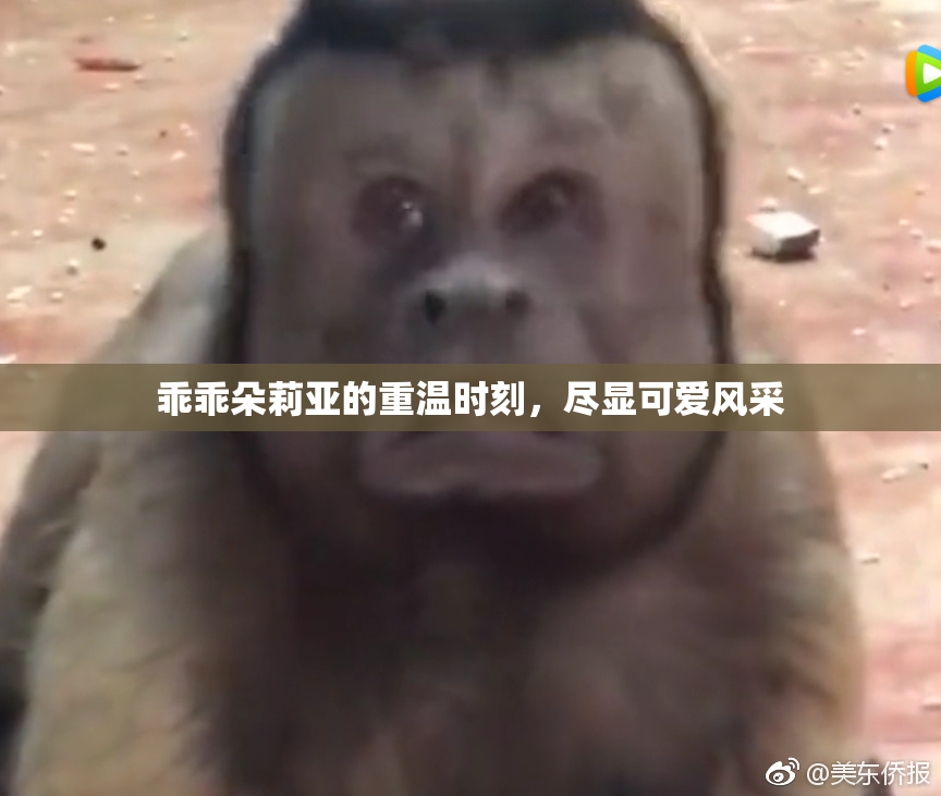 乖乖朵莉亚的重温时刻，尽显可爱风采