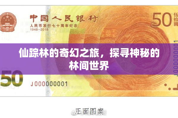 仙踪林的奇幻之旅，探寻神秘的林间世界