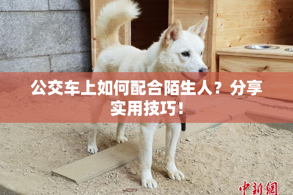 公交车上如何配合陌生人？分享实用技巧！