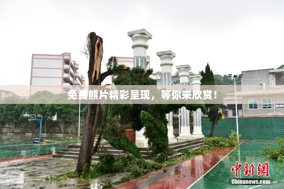免费熊片精彩呈现，等你来欣赏！