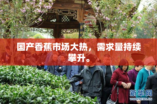 国产香蕉市场大热，需求量持续攀升。