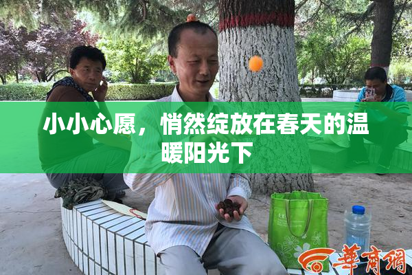 小小心愿，悄然绽放在春天的温暖阳光下