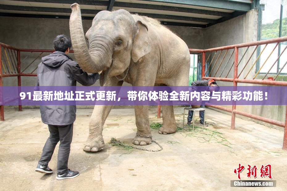 91最新地址正式更新，带你体验全新内容与精彩功能！