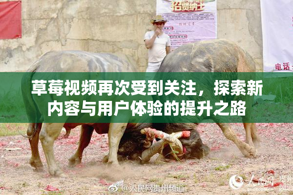 草莓视频再次受到关注，探索新内容与用户体验的提升之路